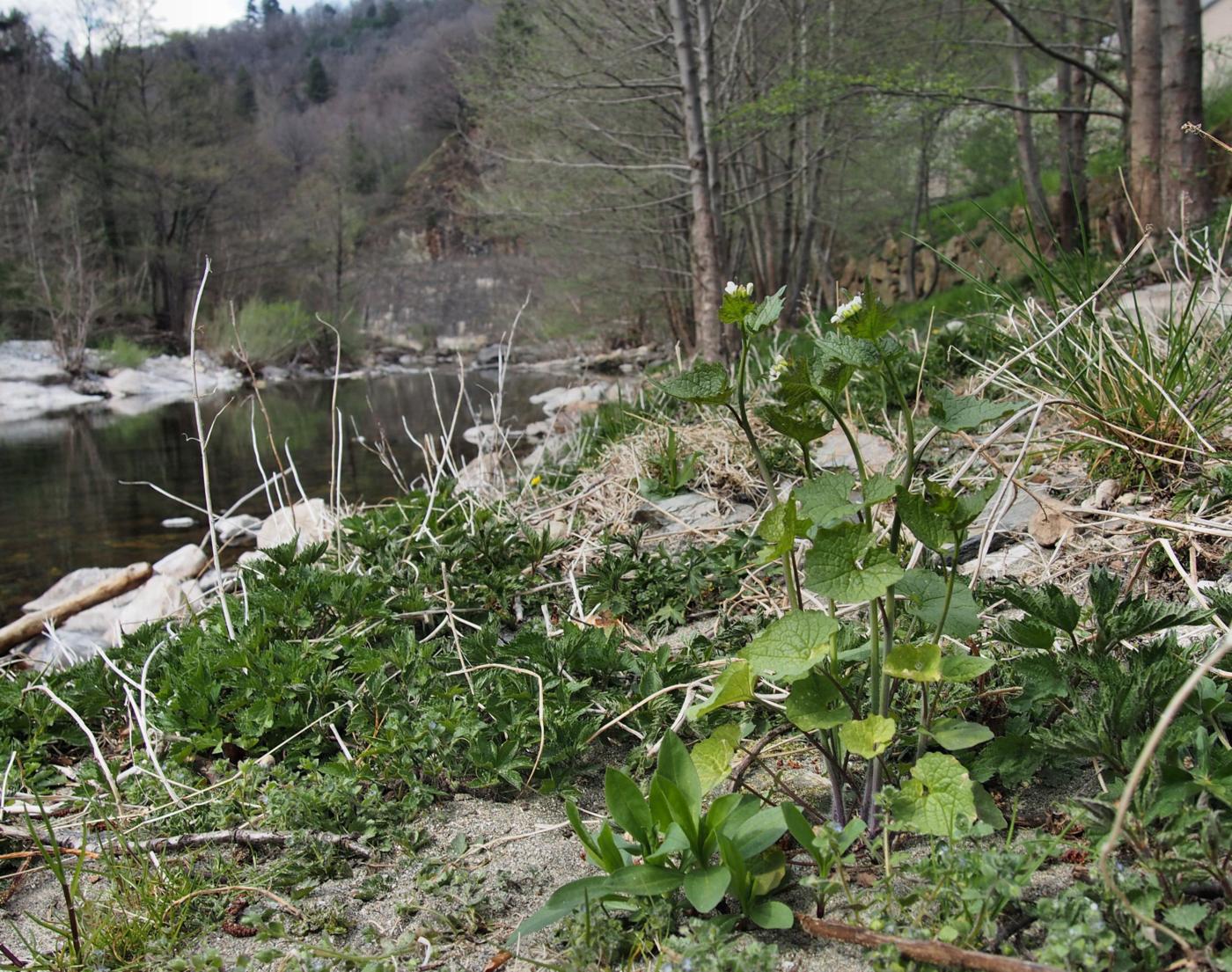 Garlic mustard plant